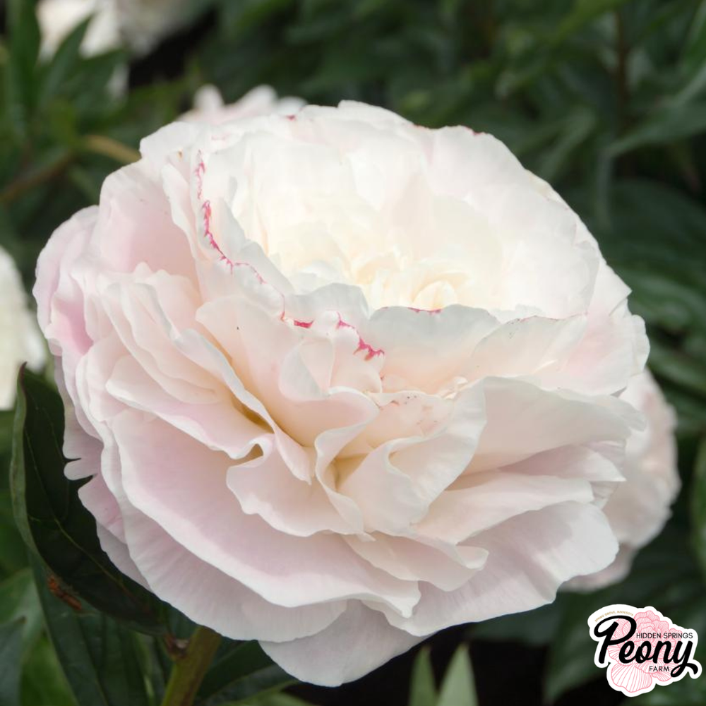 Mother's Choice Peony — Hidden Springs Peony Farm